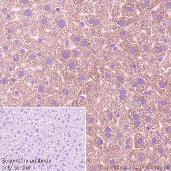 Immunohistochemistry (Formalin/PFA-fixed paraffin-embedded sections) - Anti-AGXT antibody [EPR22885-58] - BSA and Azide free (AB261914)