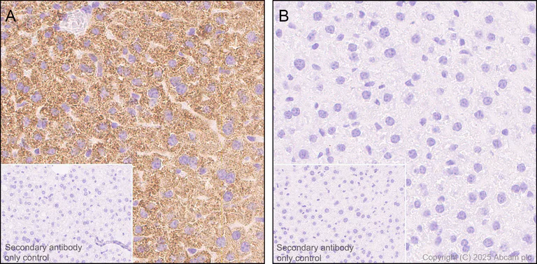 Immunohistochemistry (Formalin/PFA-fixed paraffin-embedded sections) - Anti-AGXT antibody [EPR22885-58] - BSA and Azide free (AB261914)