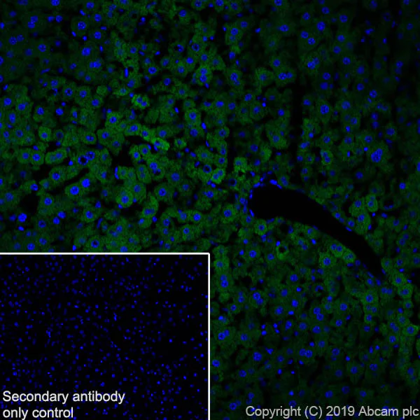 Immunohistochemistry (Frozen sections) - Anti-AGXT antibody [EPR22885-58] - BSA and Azide free (AB261914)