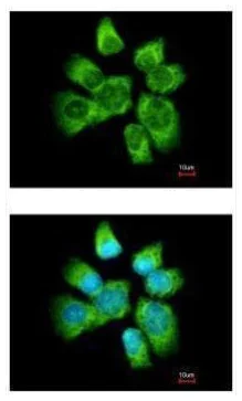 Immunocytochemistry/ Immunofluorescence - Anti-AHA1 antibody (AB228492)
