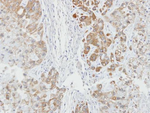 Immunohistochemistry (Formalin/PFA-fixed paraffin-embedded sections) - Anti-AHA1 antibody (AB228492)