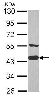 Western blot - Anti-AHA1 antibody (AB228492)