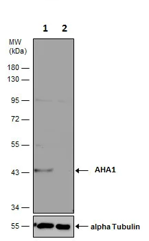 Western blot - Anti-AHA1 antibody (AB228492)