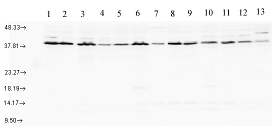 Western blot - Anti-AHA1 antibody (AB83036)