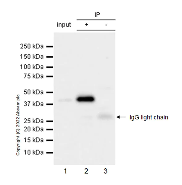 Immunoprecipitation - Anti-AHA1 antibody [EPR26852-47] (AB307716)