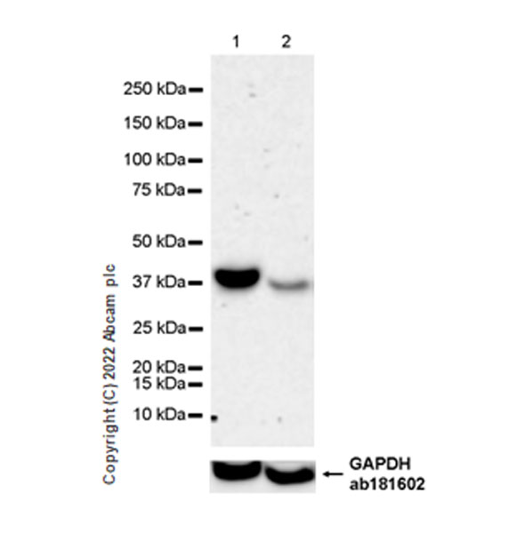 Western blot - Anti-AHA1 antibody [EPR26852-47] (AB307716), expandable thumbnail