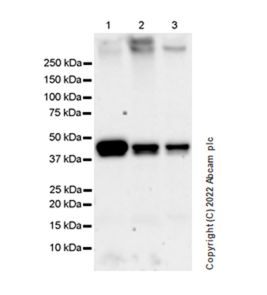 Western blot - Anti-AHA1 antibody [EPR26852-47] (AB307716), expandable thumbnail