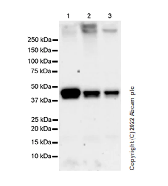 Western blot - Anti-AHA1 antibody [EPR26852-47] (AB307716)