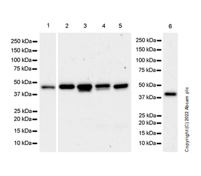 Western blot - Anti-AHA1 antibody [EPR26852-47] (AB307716), expandable thumbnail