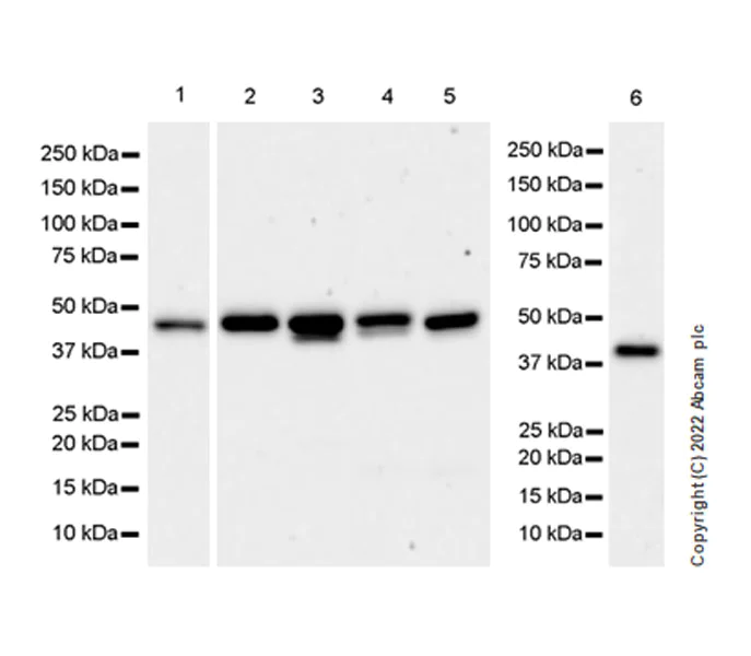 Western blot - Anti-AHA1 antibody [EPR26852-47] (AB307716)