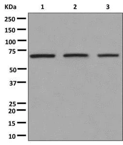 Western blot - Anti-AHAS antibody [EPR12843] - BSA and Azide free (AB249942)