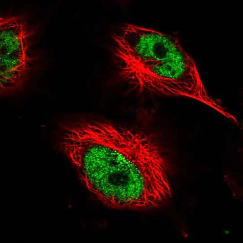 Immunocytochemistry/ Immunofluorescence - Anti-AHDC1 antibody (AB122009)
