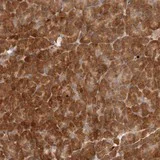Immunohistochemistry (Formalin/PFA-fixed paraffin-embedded sections) - Anti-AHDC1 antibody (AB122009)