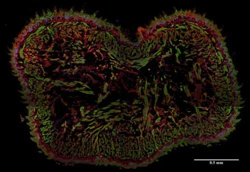 Immunohistochemistry (Frozen sections) - Anti-AHNAK antibody [EM-09] (AB68556)