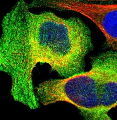 Immunocytochemistry/ Immunofluorescence - Anti-AHNAK2 antibody (AB224055)