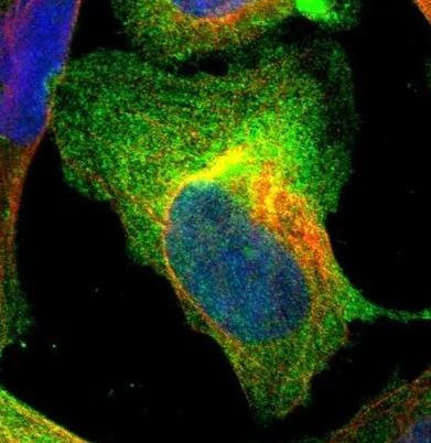 Immunocytochemistry/ Immunofluorescence - Anti-AHNAK2 antibody (AB224061)