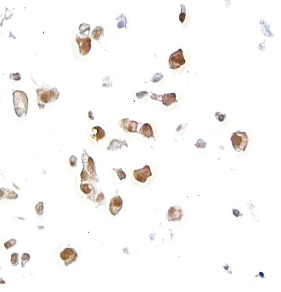 Immunocytochemistry - Anti-AHR antibody [BLR118H] - BSA free (AB314060)