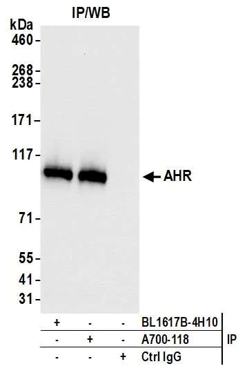 Immunoprecipitation - Anti-AHR antibody [BLR118H] - BSA free (AB314060)