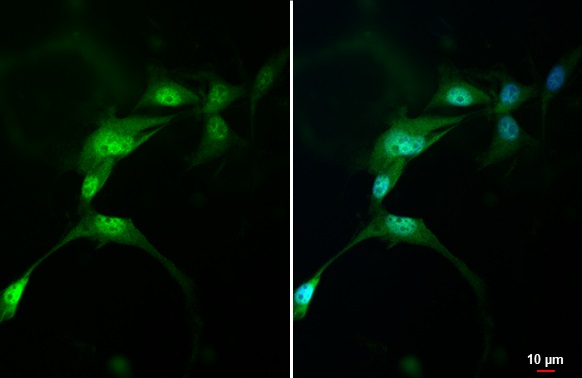 Immunocytochemistry/ Immunofluorescence - Anti-AHR antibody [HL1984] - BSA and Azide free (AB308215)