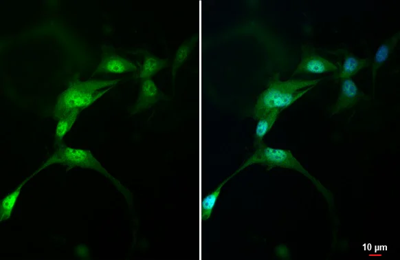 Immunocytochemistry/ Immunofluorescence - Anti-AHR antibody [HL1984] - BSA and Azide free (AB308215)