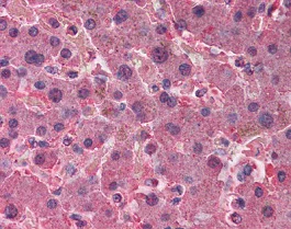 Immunohistochemistry (Formalin/PFA-fixed paraffin-embedded sections) - Anti-AHSG antibody (AB118830)