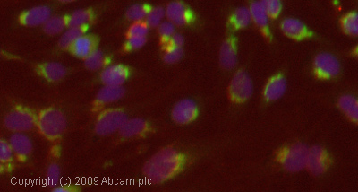 Immunocytochemistry/ Immunofluorescence - Anti-AHSG antibody (AB47979)