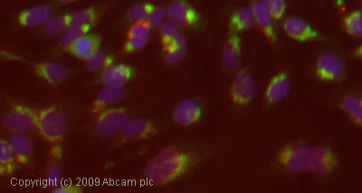Immunocytochemistry/ Immunofluorescence - Anti-AHSG antibody (AB47979)