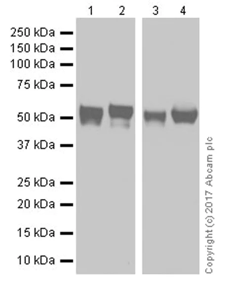 Western blot - Anti-AHSG antibody [EPR17839-163] (AB187051)