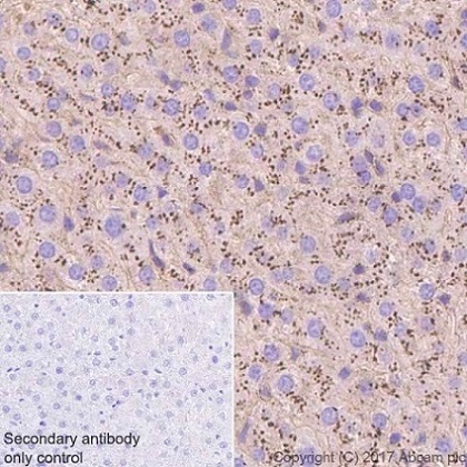 Immunohistochemistry (Formalin/PFA-fixed paraffin-embedded sections) - Anti-AHSG antibody [EPR17839-163] - BSA and Azide free (AB226243)