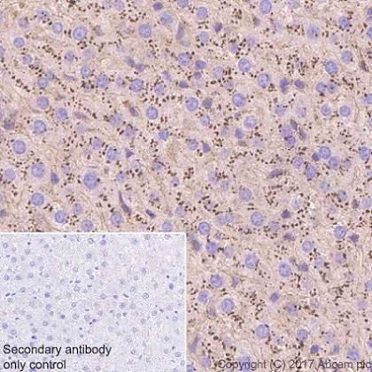 Immunohistochemistry (Formalin/PFA-fixed paraffin-embedded sections) - Anti-AHSG antibody [EPR17839-163] - BSA and Azide free (AB226243)