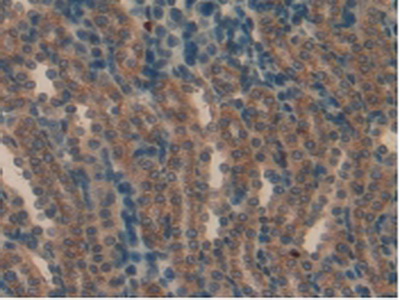 Immunohistochemistry (Formalin/PFA-fixed paraffin-embedded sections) - Anti-Ahsp antibody (AB231040)