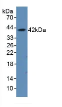 Western blot - Anti-Ahsp antibody (AB231040)