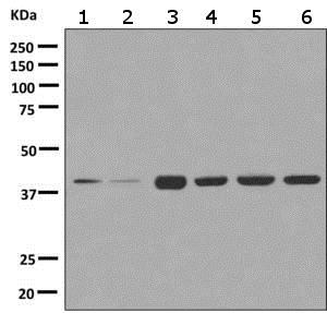 Western blot - Anti-AIBZIP antibody [EPR7382] - BSA and Azide free (AB249051), expandable thumbnail