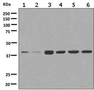 Western blot - Anti-AIBZIP antibody [EPR7382] - BSA and Azide free (AB249051)