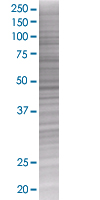 AIBZIP overexpression 293T lysate (whole cell)