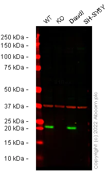 Western blot - Anti-AICDA antibody [5G9] - BSA and Azide free (AB255769)