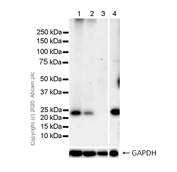 Western blot - Anti-AICDA antibody [5G9] - BSA and Azide free (AB255769)