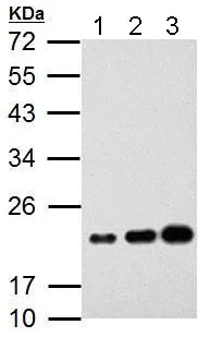 Western blot - Anti-AICDA antibody (AB183618)