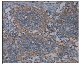 Immunohistochemistry (Formalin/PFA-fixed paraffin-embedded sections) - Anti-AICDA antibody (AB93596)