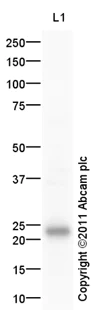 Western blot - Anti-AICDA antibody - ChIP Grade (AB5197)