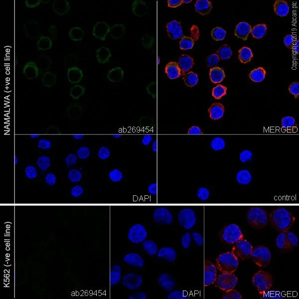 Immunocytochemistry/ Immunofluorescence - Anti-AICDA antibody [EPR23436-45] - ChIP Grade (AB269454)