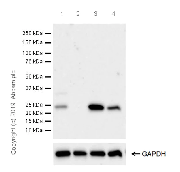 Western blot - Anti-AICDA antibody [EPR23436-45] - ChIP Grade (AB269454)