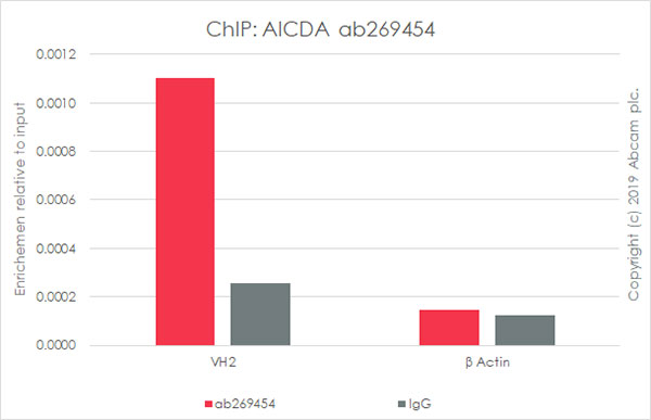 ChIP - Anti-AICDA antibody [EPR23436-45] - ChIP Grade - BSA and Azide free (AB269457), expandable thumbnail