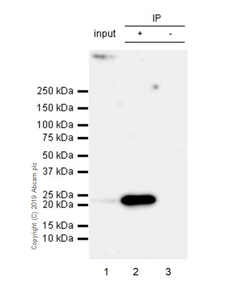 Immunoprecipitation - Anti-AICDA antibody [EPR23436-45] - ChIP Grade - BSA and Azide free (AB269457), expandable thumbnail