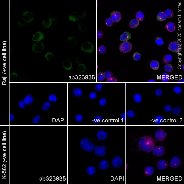 Immunocytochemistry/ Immunofluorescence - Anti-AICDA antibody [JUA51E] (AB323835)