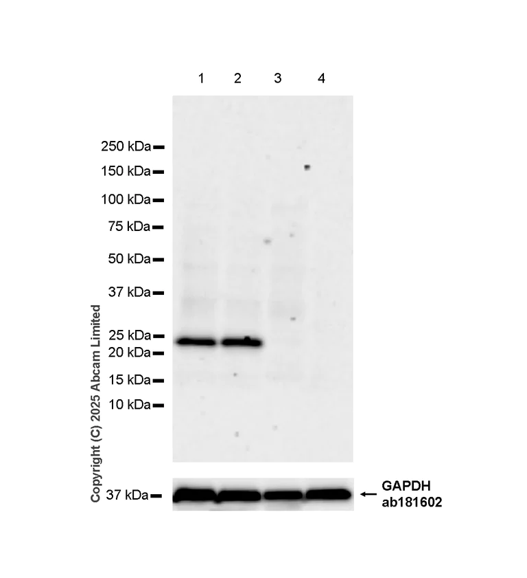 Western blot - Anti-AICDA antibody [JUA51E] (AB323835)