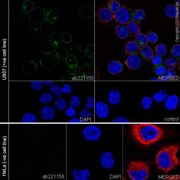 Immunocytochemistry/ Immunofluorescence - Anti-AICL antibody [EPR22061] (AB221158)