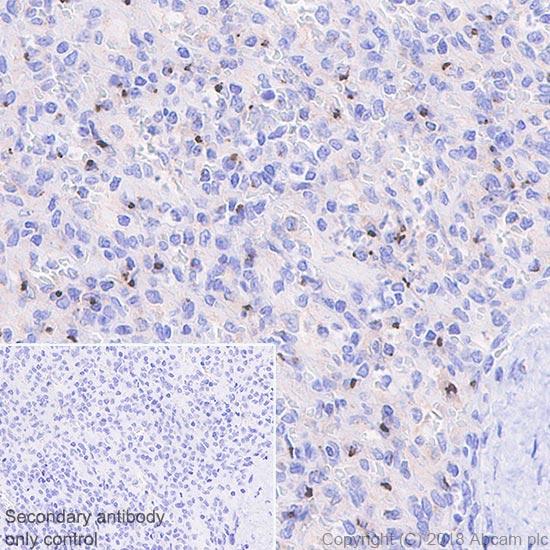 Anti-AICL antibody [EPR22061]