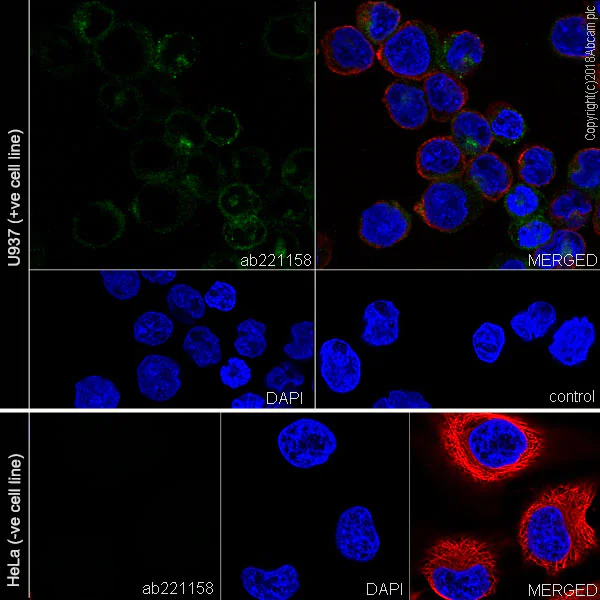 Immunocytochemistry/ Immunofluorescence - Anti-AICL antibody [EPR22061] - BSA and Azide free (AB235626)
