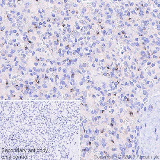 Immunohistochemistry (Formalin/PFA-fixed paraffin-embedded sections) - Anti-AICL antibody [EPR22061] - BSA and Azide free (AB235626)